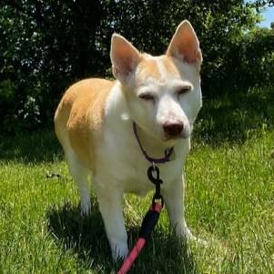 Enlarge Gigi, a ADOPTABLE Mixed Breed in Rensselaer, NY image 2/5