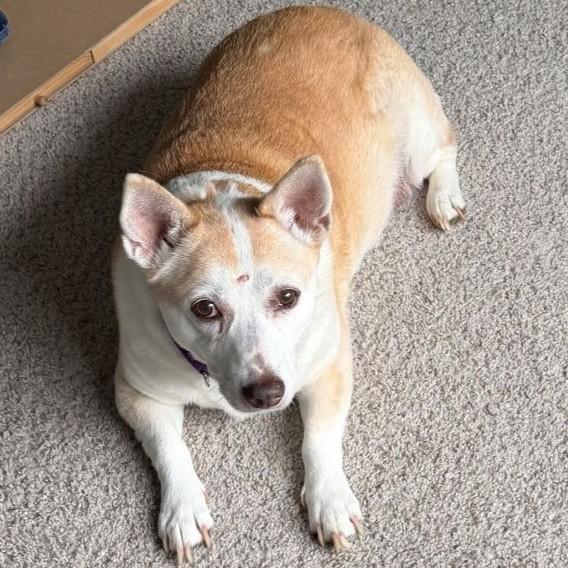 Enlarge Gigi, a ADOPTABLE Mixed Breed in Rensselaer, NY image 4/5