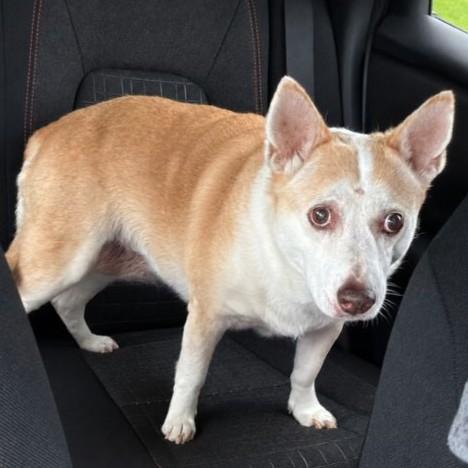 Enlarge Gigi, a ADOPTABLE Mixed Breed in Rensselaer, NY image 3/5
