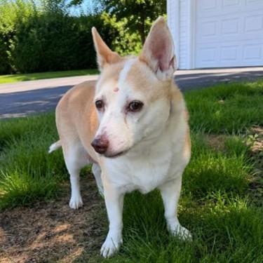 Gigi, ADOPTABLE, Senior Female Mixed Breed.