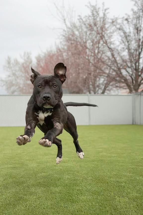 Enlarge Wagatha, an adopted Pit Bull Terrier in Eagle, ID image 5/5