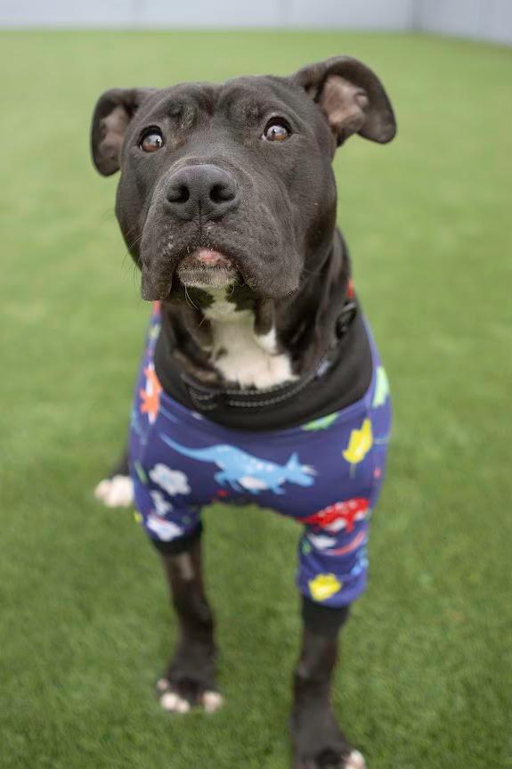 Enlarge Wagatha, an adopted Pit Bull Terrier in Eagle, ID image 4/5