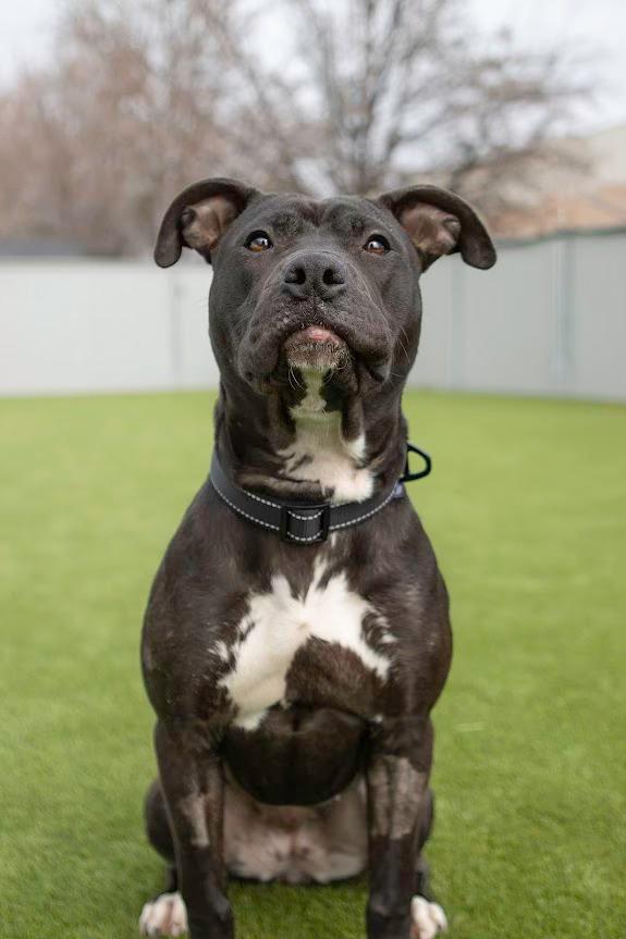 Enlarge Wagatha, an adopted Pit Bull Terrier in Eagle, ID image 1/5