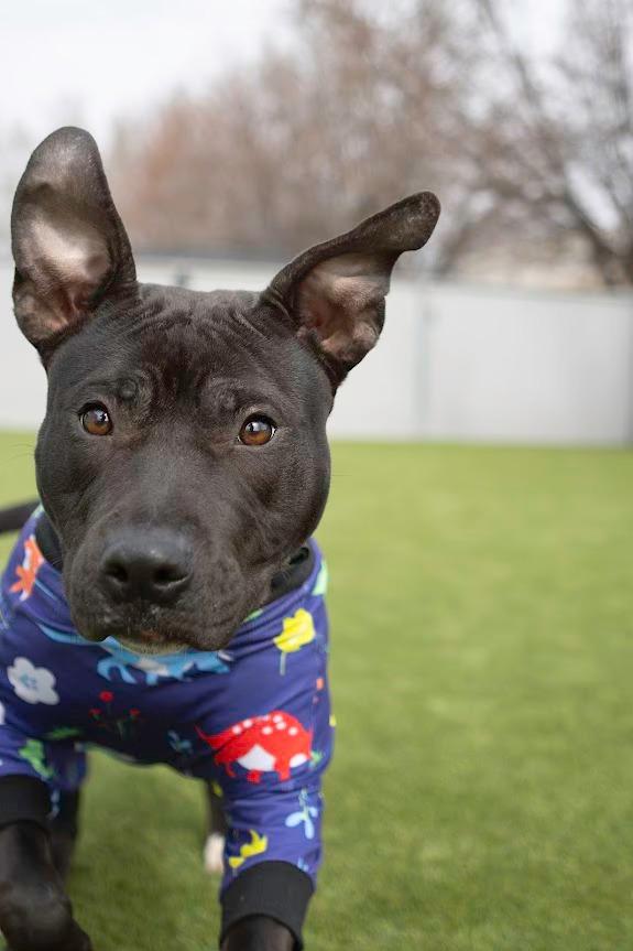 Enlarge Wagatha, an adopted Pit Bull Terrier in Eagle, ID image 3/5