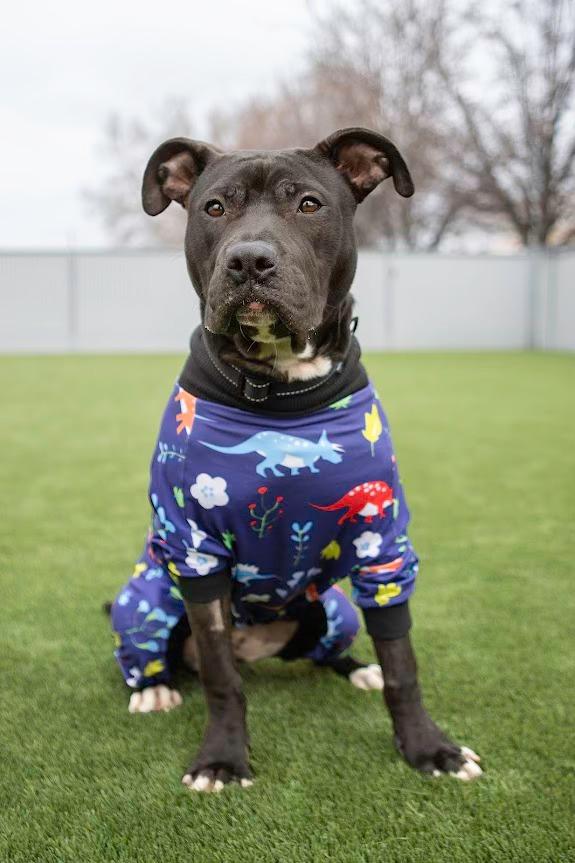 Enlarge Wagatha, an adopted Pit Bull Terrier in Eagle, ID image 2/5