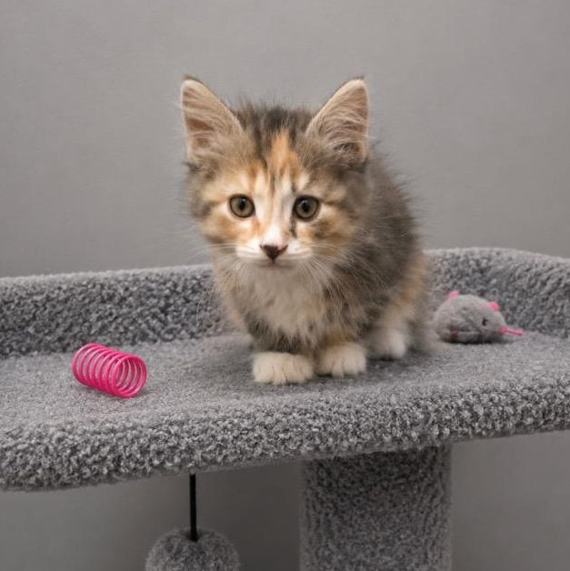 Enlarge Ember, a ADOPTABLE mixed breed in Andover, MN image 1/2