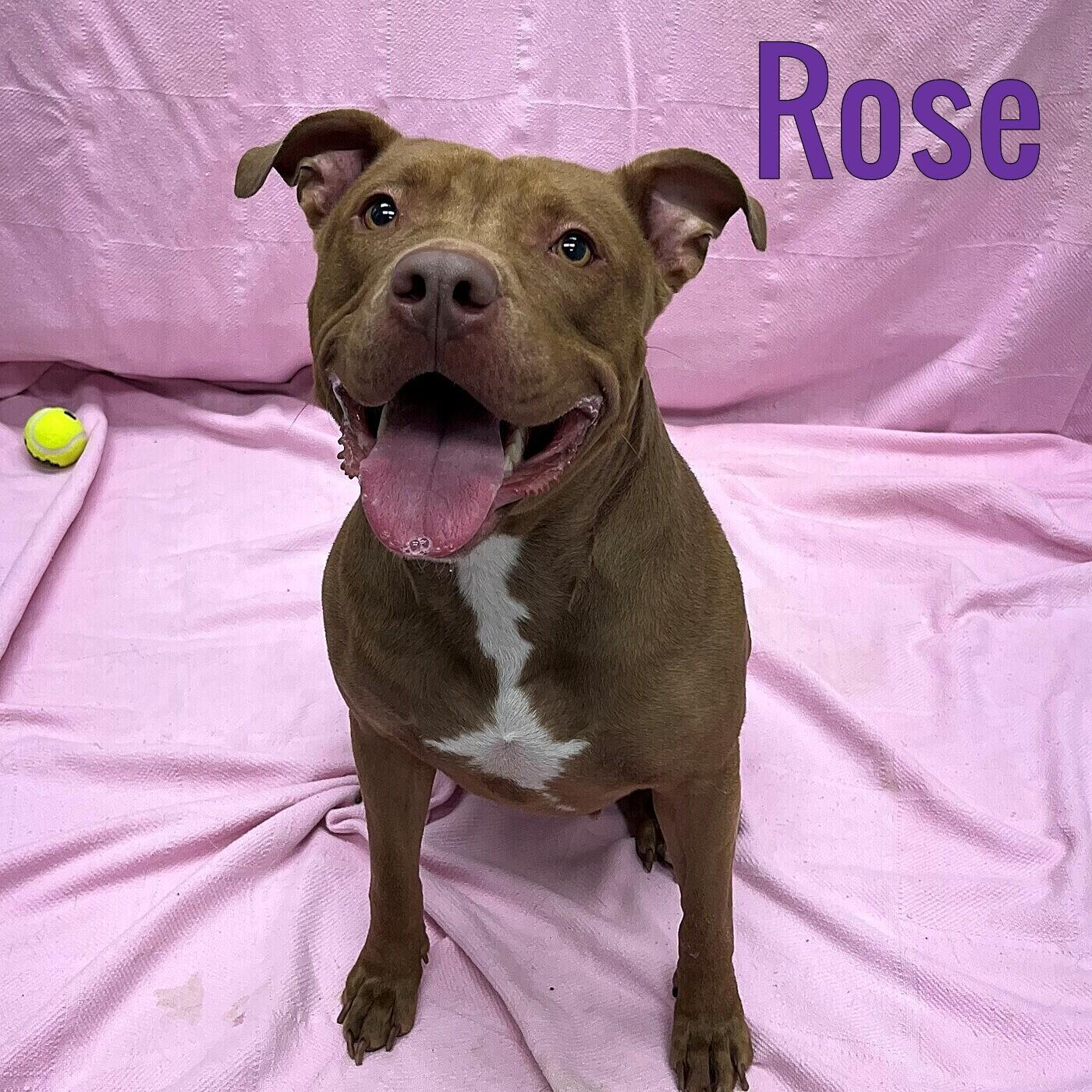 Enlarge Rose, a Adoptable mixed breed in Pleasantville, NJ image 1/1