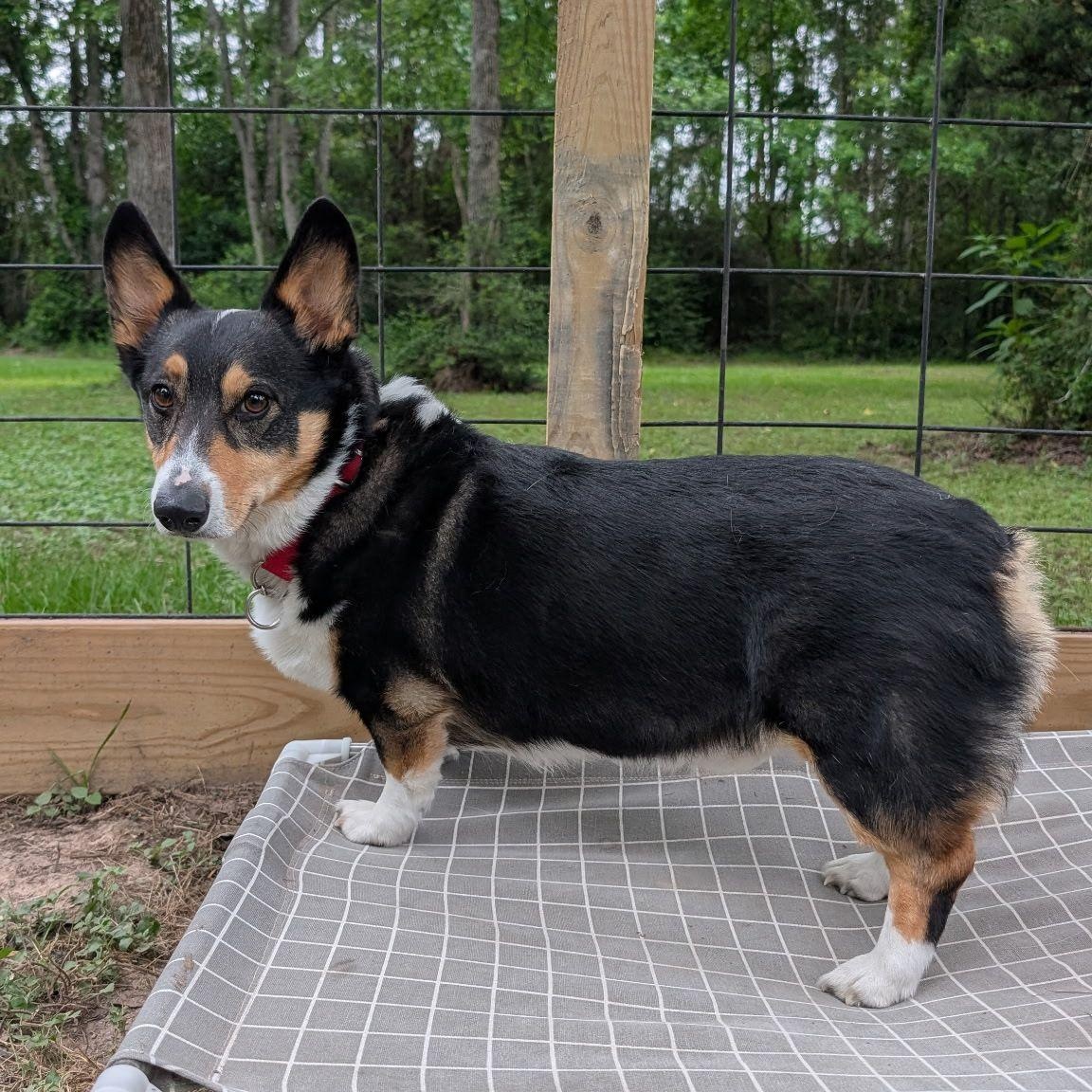 Milo, a ADOPTABLE Pembroke Welsh Corgi in Houston, TX image 2/3