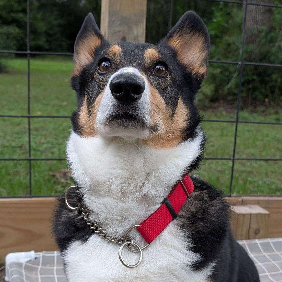 Milo, a ADOPTABLE Pembroke Welsh Corgi in Houston, TX image 3/3