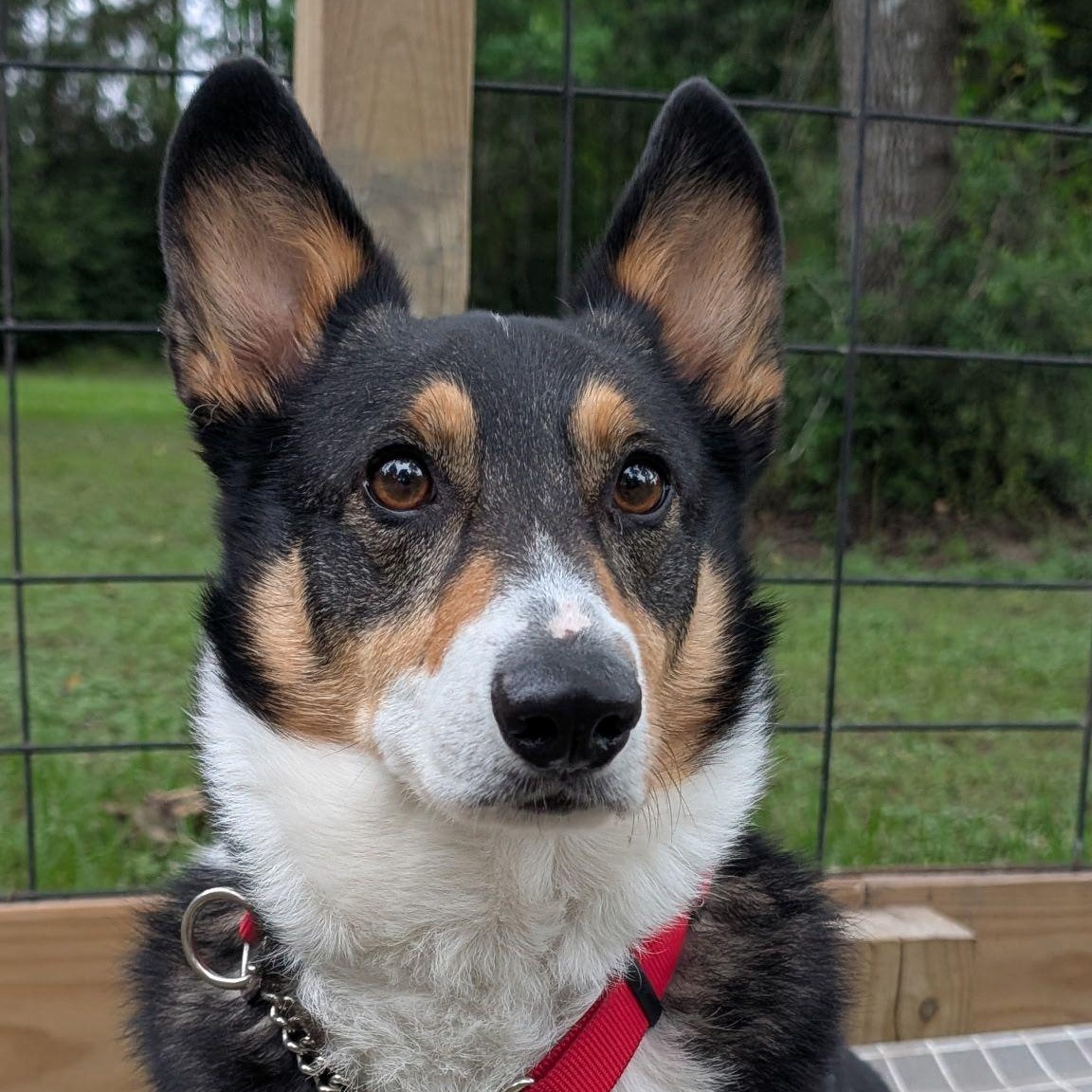 Milo, ADOPTABLE, Adult Male Pembroke Welsh Corgi.