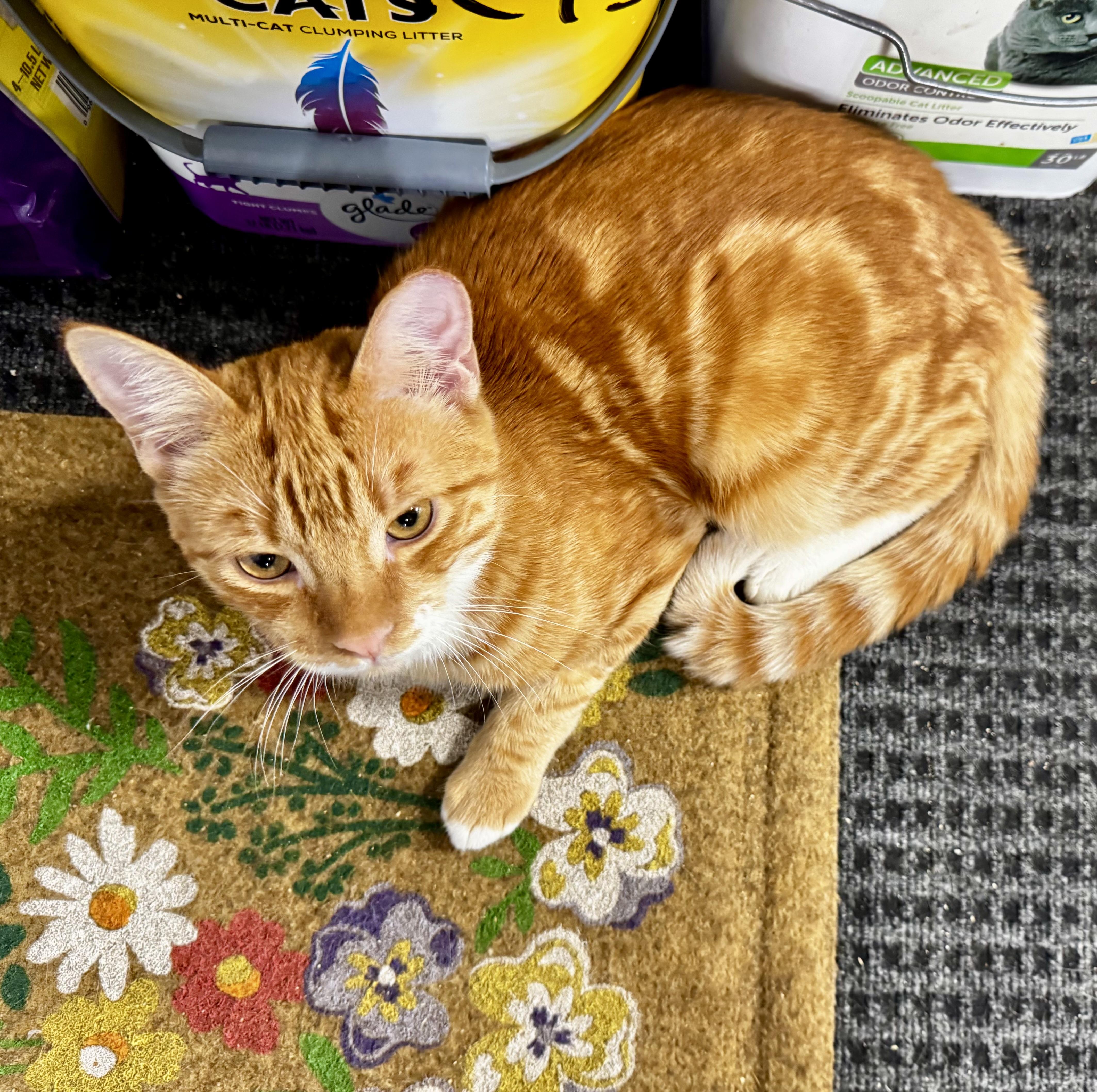 Enlarge Cider (Sweet, loving, playful, harness and leash trained), a Adoptable Domestic Short Hair in San Jose, CA image 5/6