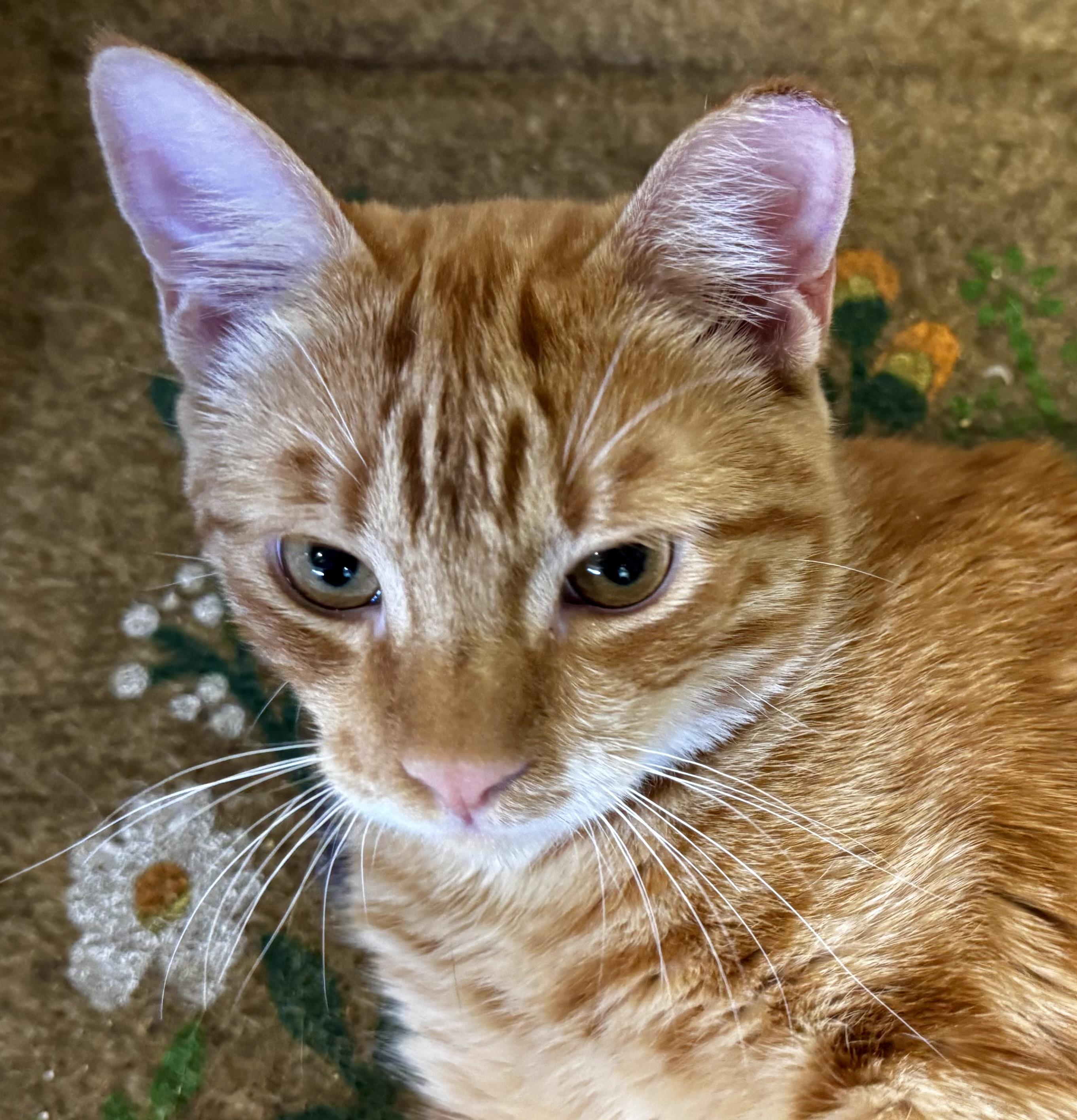 Enlarge Cider (Sweet, loving, playful, harness and leash trained), a Adoptable Domestic Short Hair in San Jose, CA image 4/6