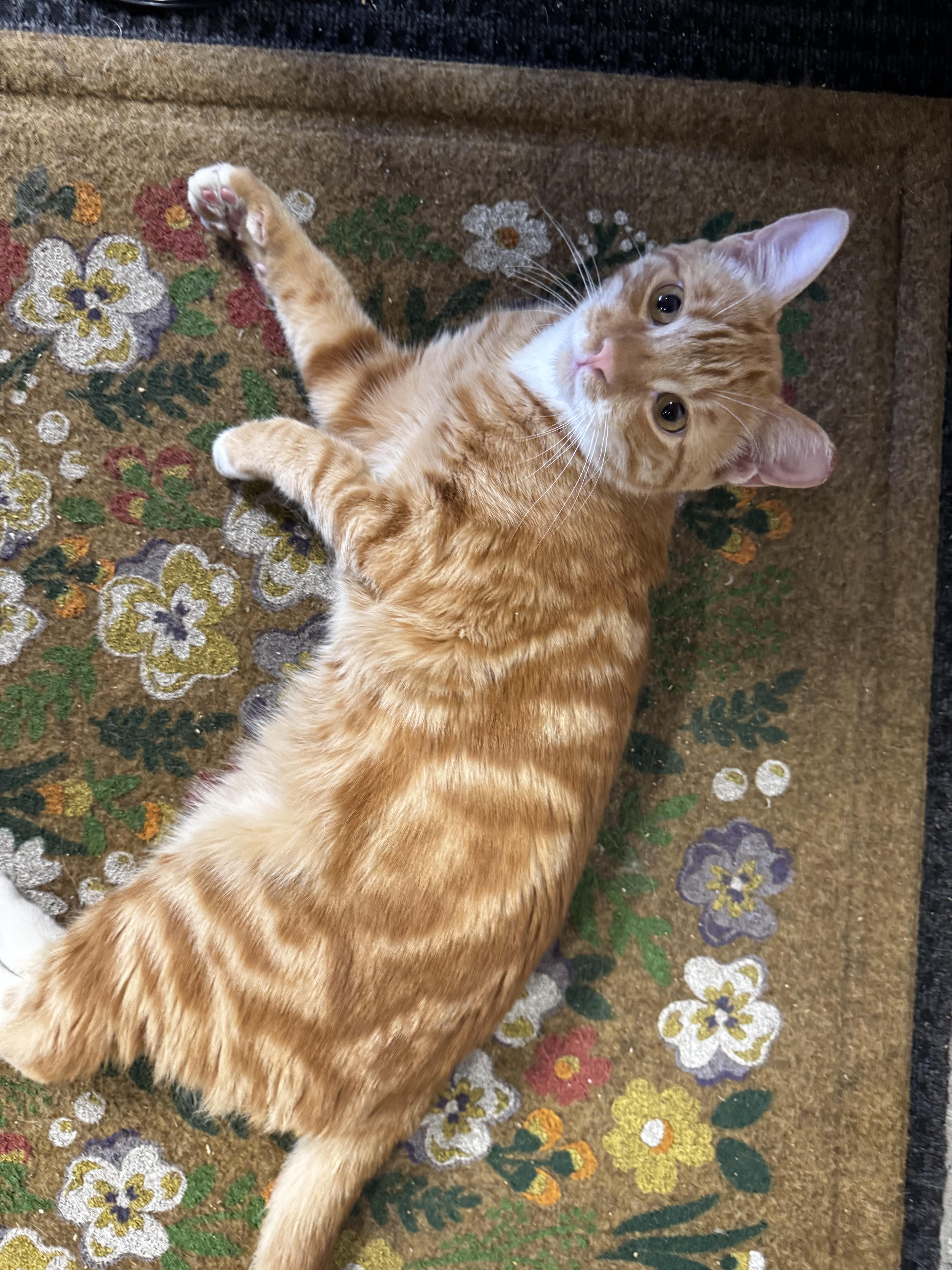 Enlarge Cider (Sweet, loving, playful, harness and leash trained), a Adoptable Domestic Short Hair in San Jose, CA image 3/6