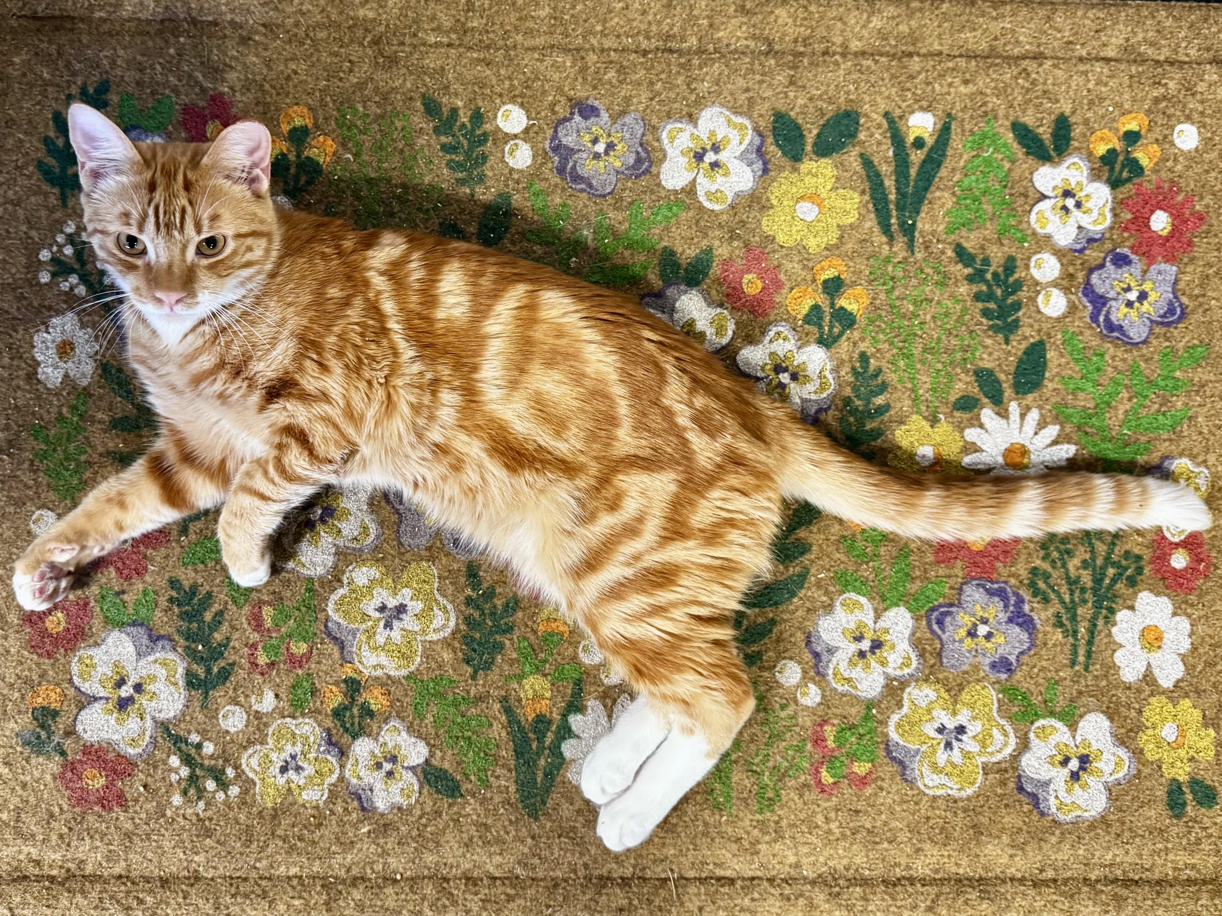Enlarge Cider (Sweet, loving, playful, harness and leash trained), a Adoptable Domestic Short Hair in San Jose, CA image 2/6