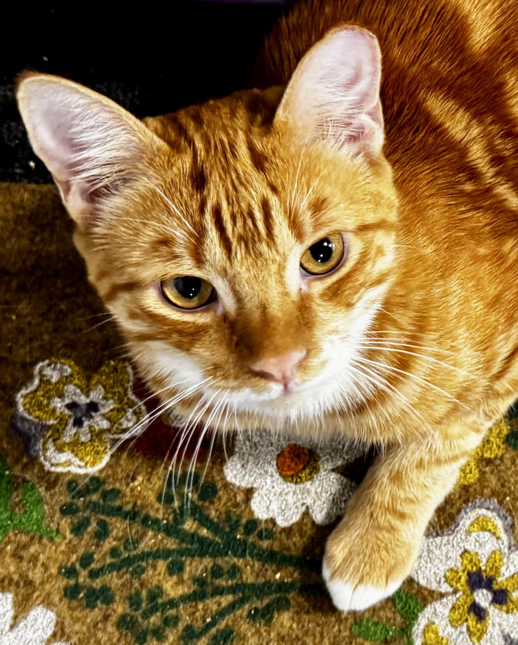 Enlarge Cider (Sweet, loving, playful, harness and leash trained), a Adoptable Domestic Short Hair in San Jose, CA image 1/6