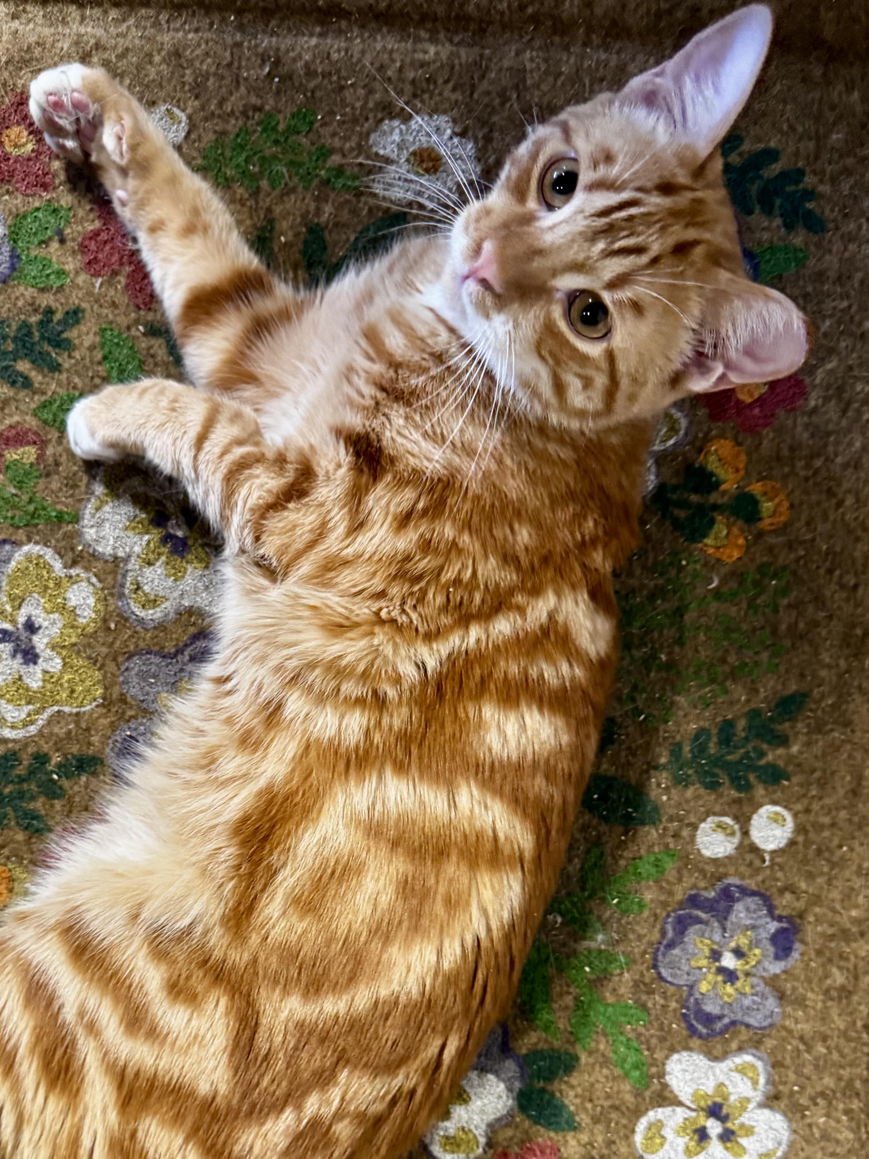 Enlarge Cider (Sweet, loving, playful, harness and leash trained), a Adoptable Domestic Short Hair in San Jose, CA image 6/6