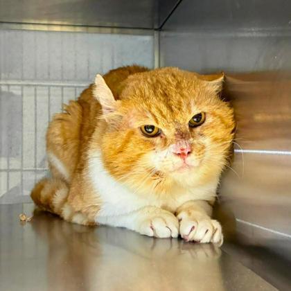 Enlarge Tyger, a Adoptable mixed breed in Gastonia, NC image 1/1