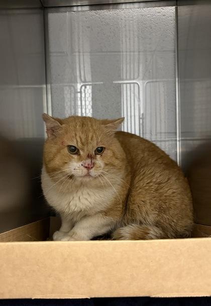 Tyger, Adoptable, Adult Male Domestic Short Hair & Domestic Short Hair.