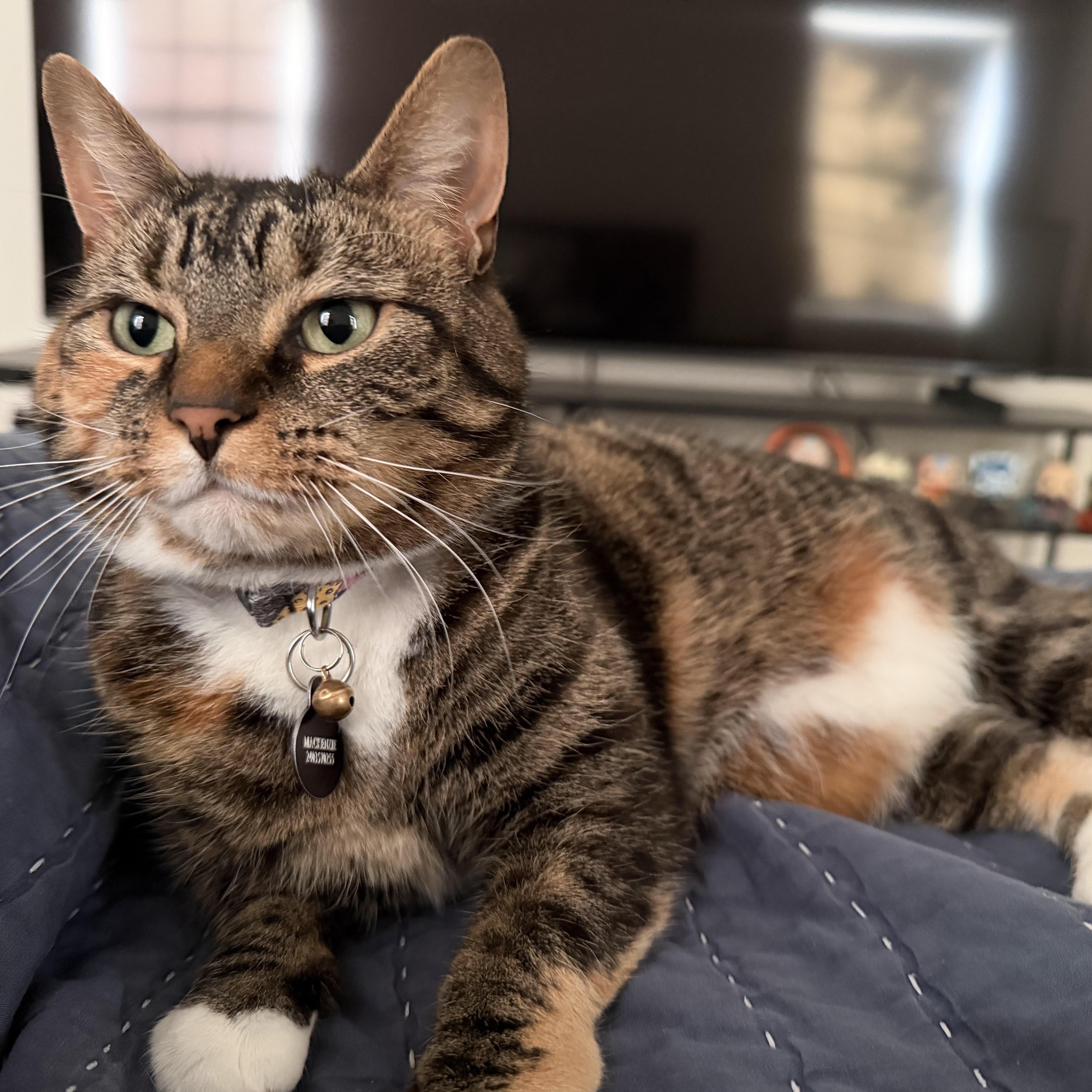 Enlarge Snickerdoodle- Courtesy Post, a Adoptable Domestic Short Hair in Frederick, MD image 1/2