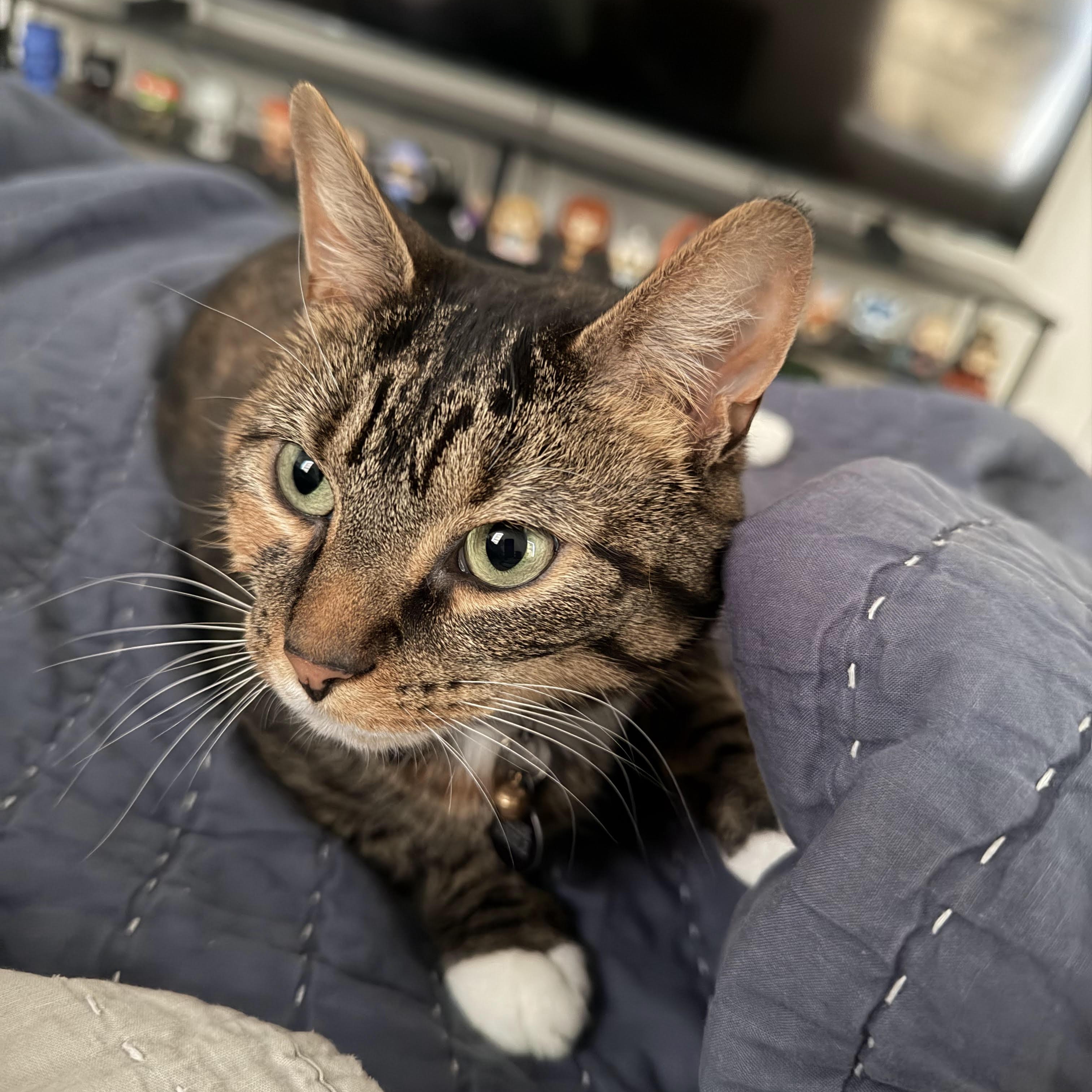 Enlarge Snickerdoodle- Courtesy Post, a Adoptable Domestic Short Hair in Frederick, MD image 2/2