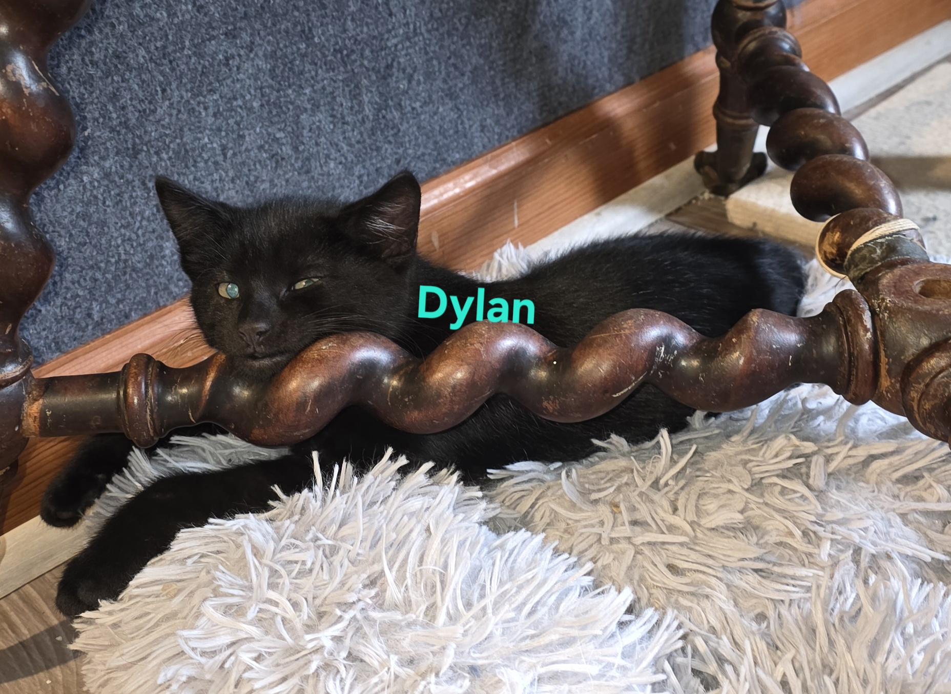 Dylan, a ADOPTABLE Domestic Short Hair in Jamesville, NY image 3/6