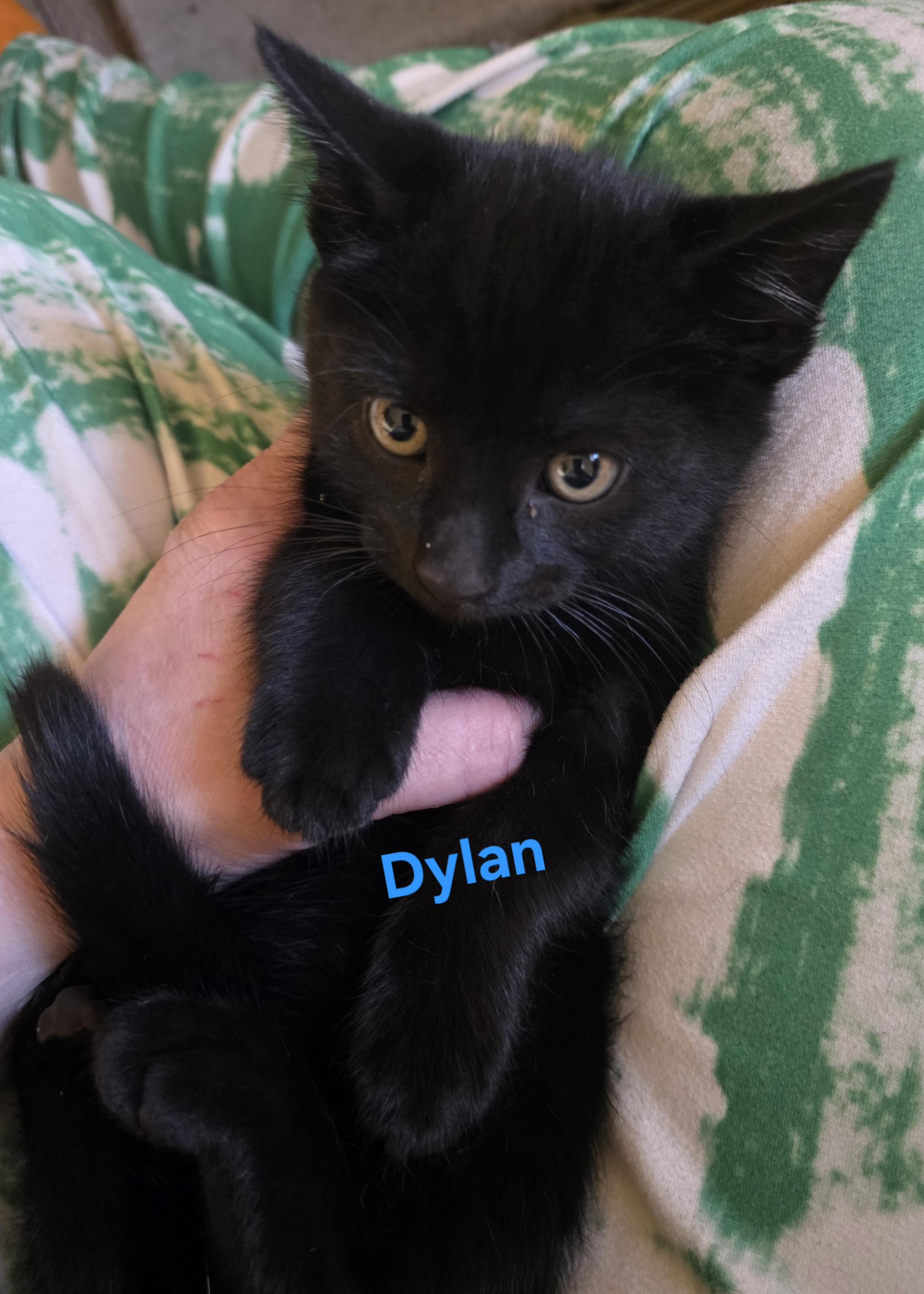 Dylan, a ADOPTABLE Domestic Short Hair in Jamesville, NY image 5/6