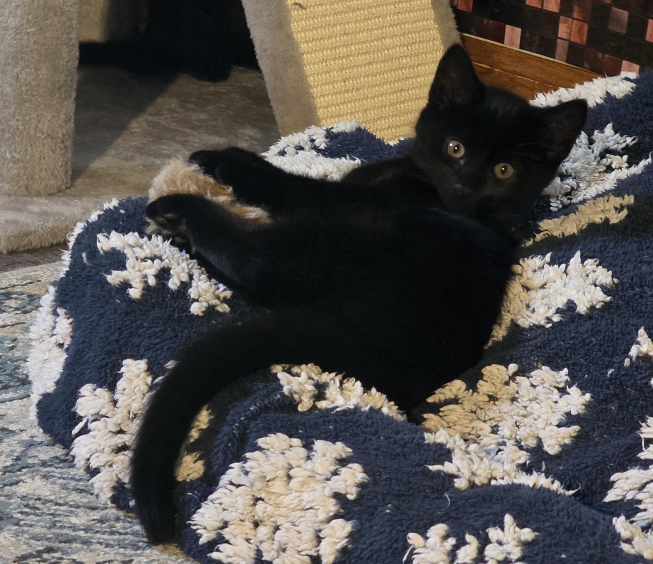 Dylan, a ADOPTABLE Domestic Short Hair in Jamesville, NY image 2/6