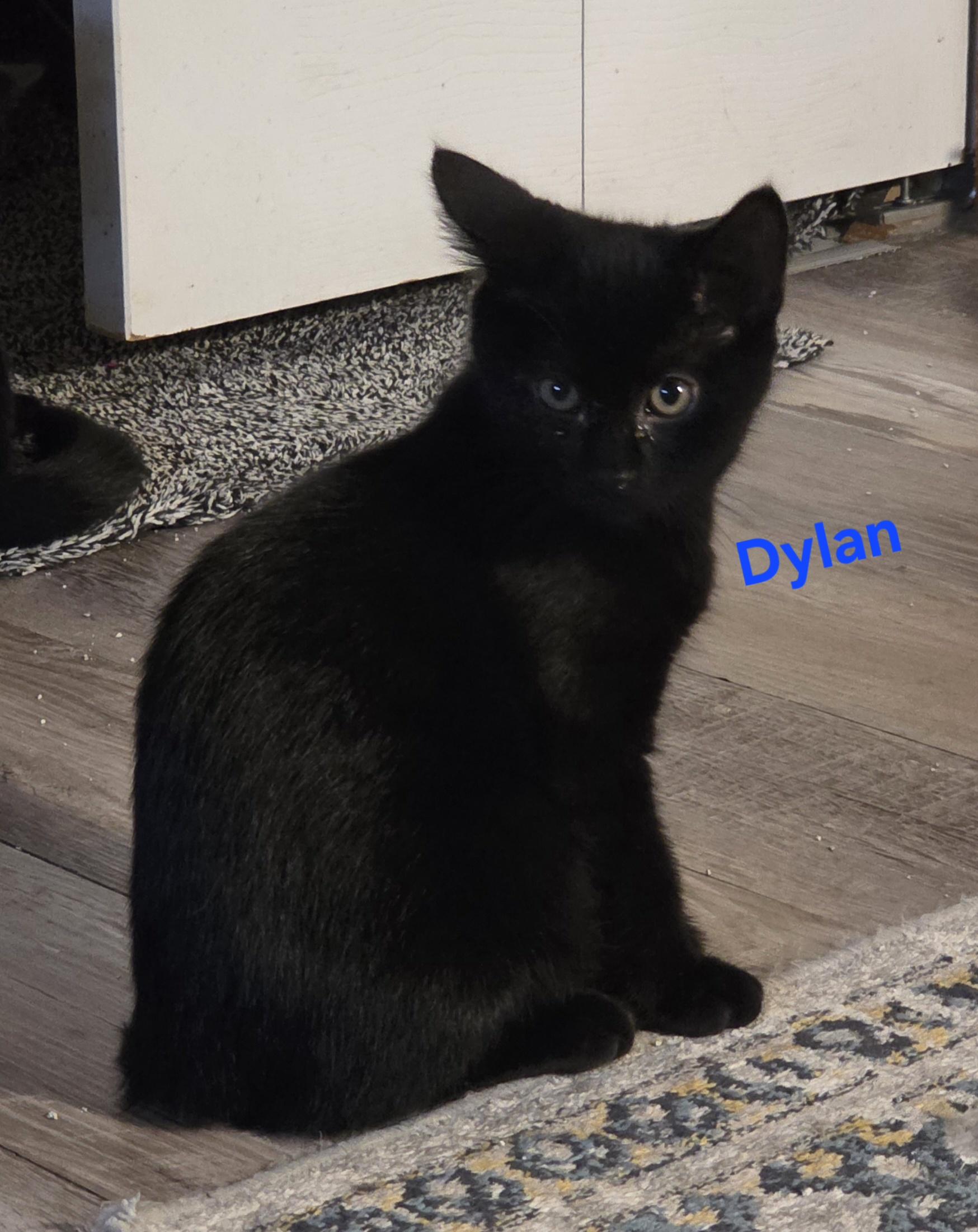 Dylan, a ADOPTABLE Domestic Short Hair in Jamesville, NY image 1/6