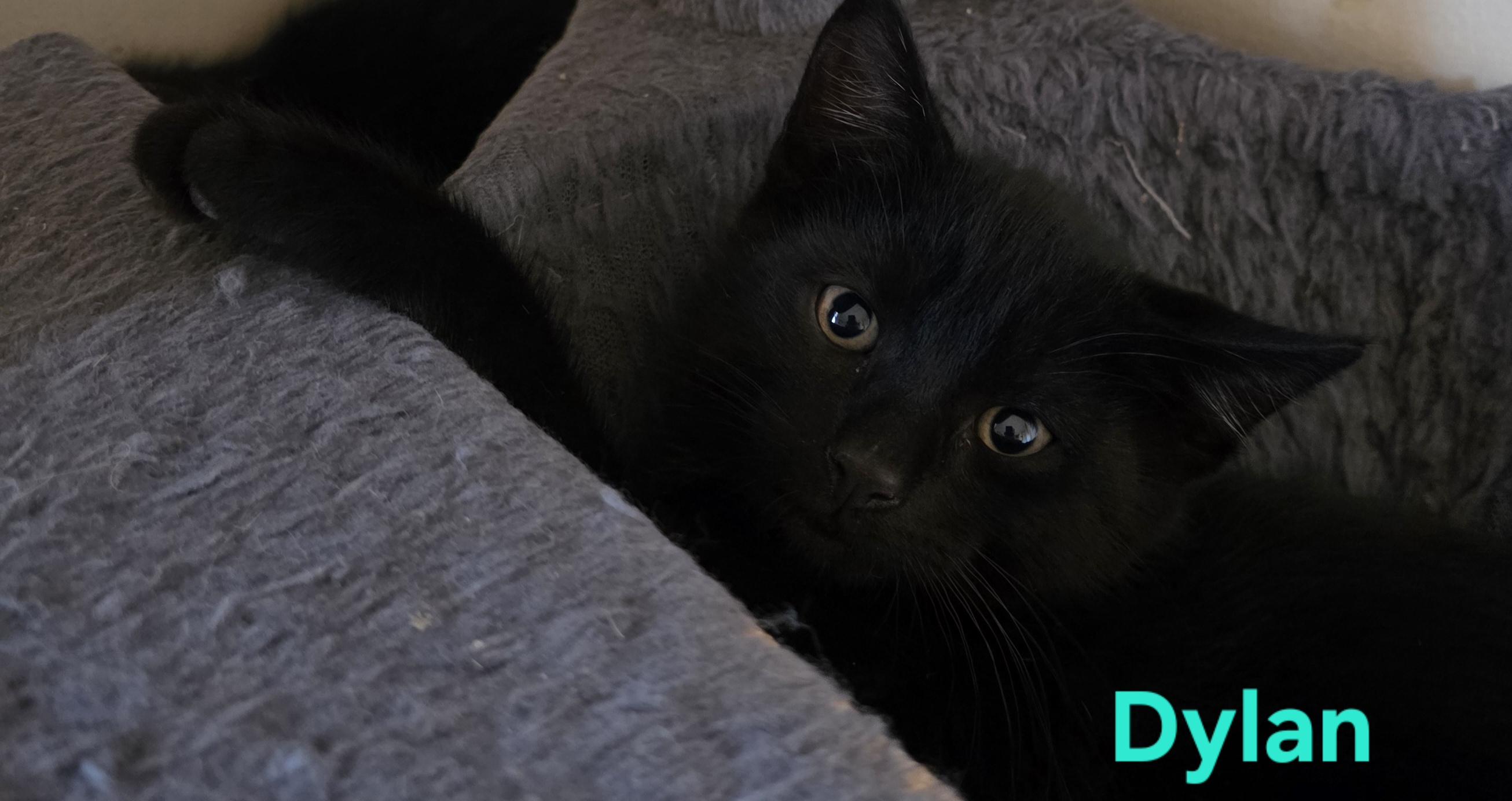 Dylan, a ADOPTABLE Domestic Short Hair in Jamesville, NY image 4/6