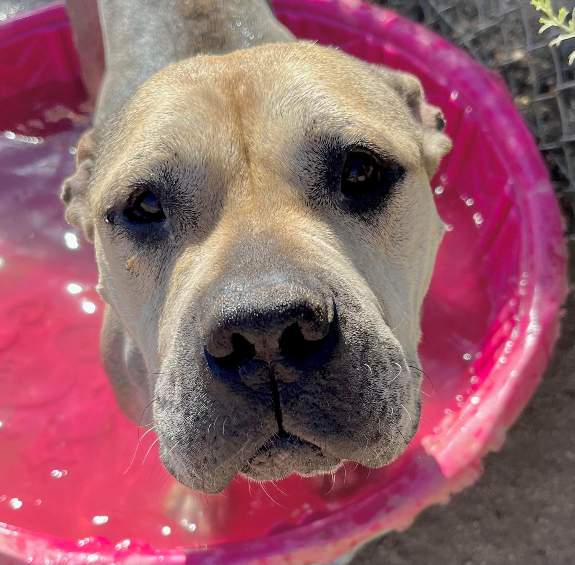 Enlarge Julie, a Adoptable mixed breed in Carlsbad, CA image 1/6