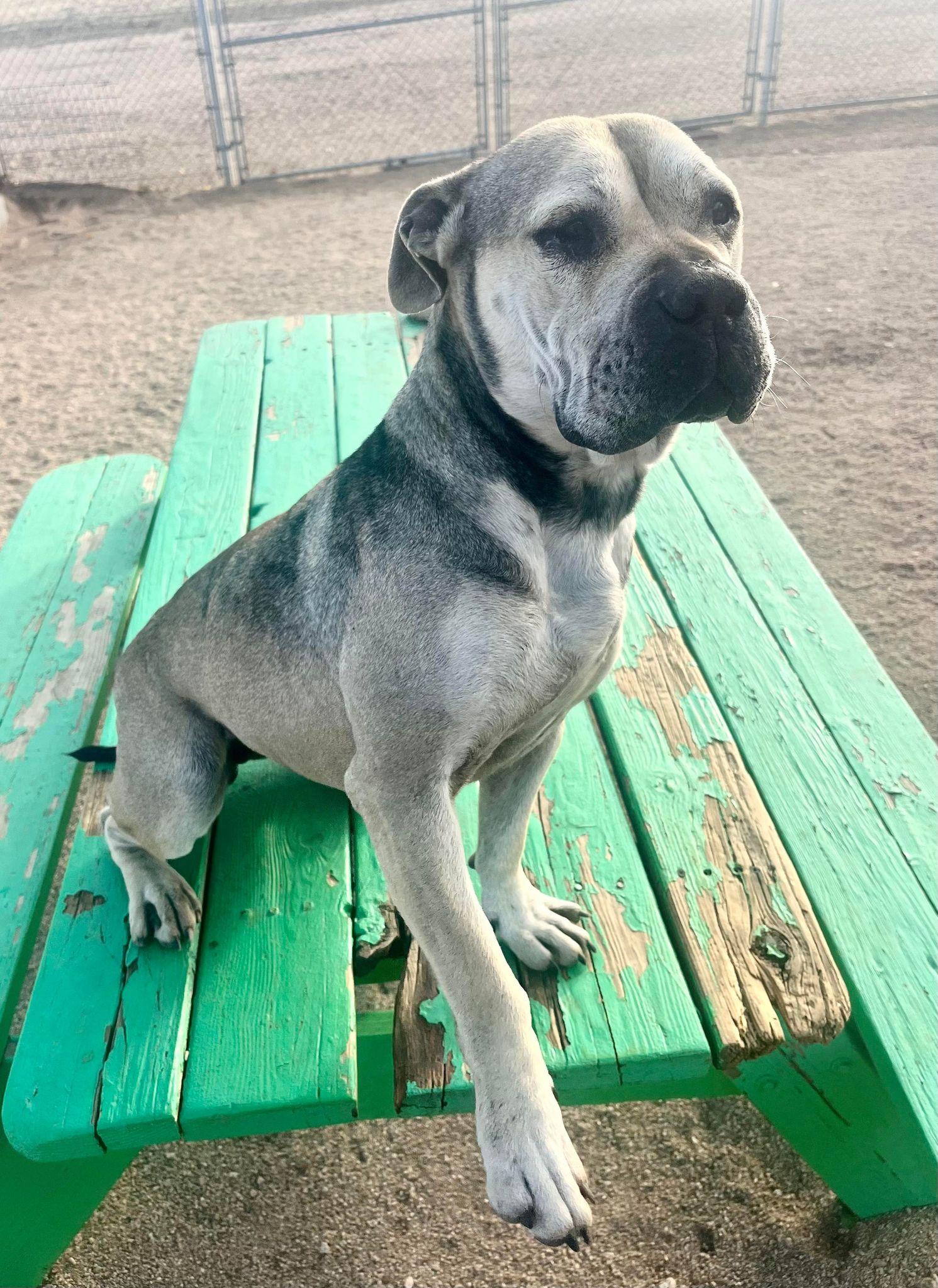 Enlarge Julie, a Adoptable mixed breed in Carlsbad, CA image 2/6