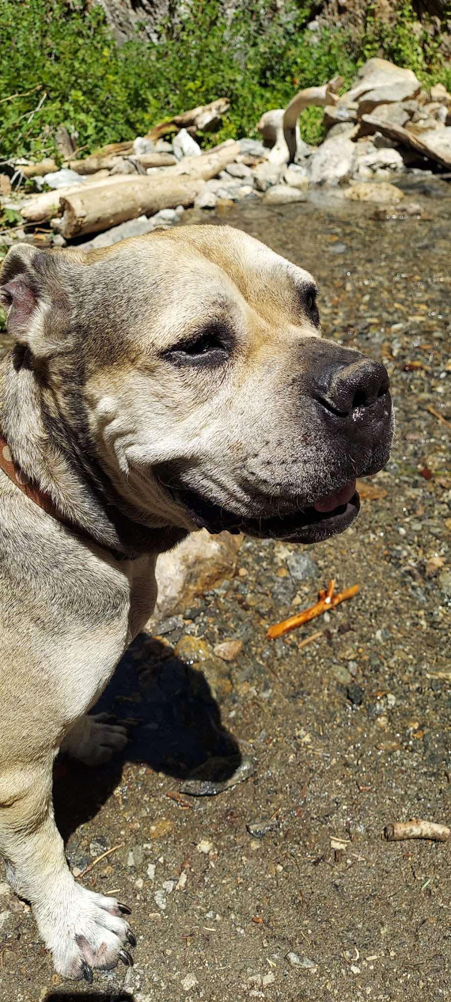 Enlarge Julie, a Adoptable mixed breed in Carlsbad, CA image 3/6