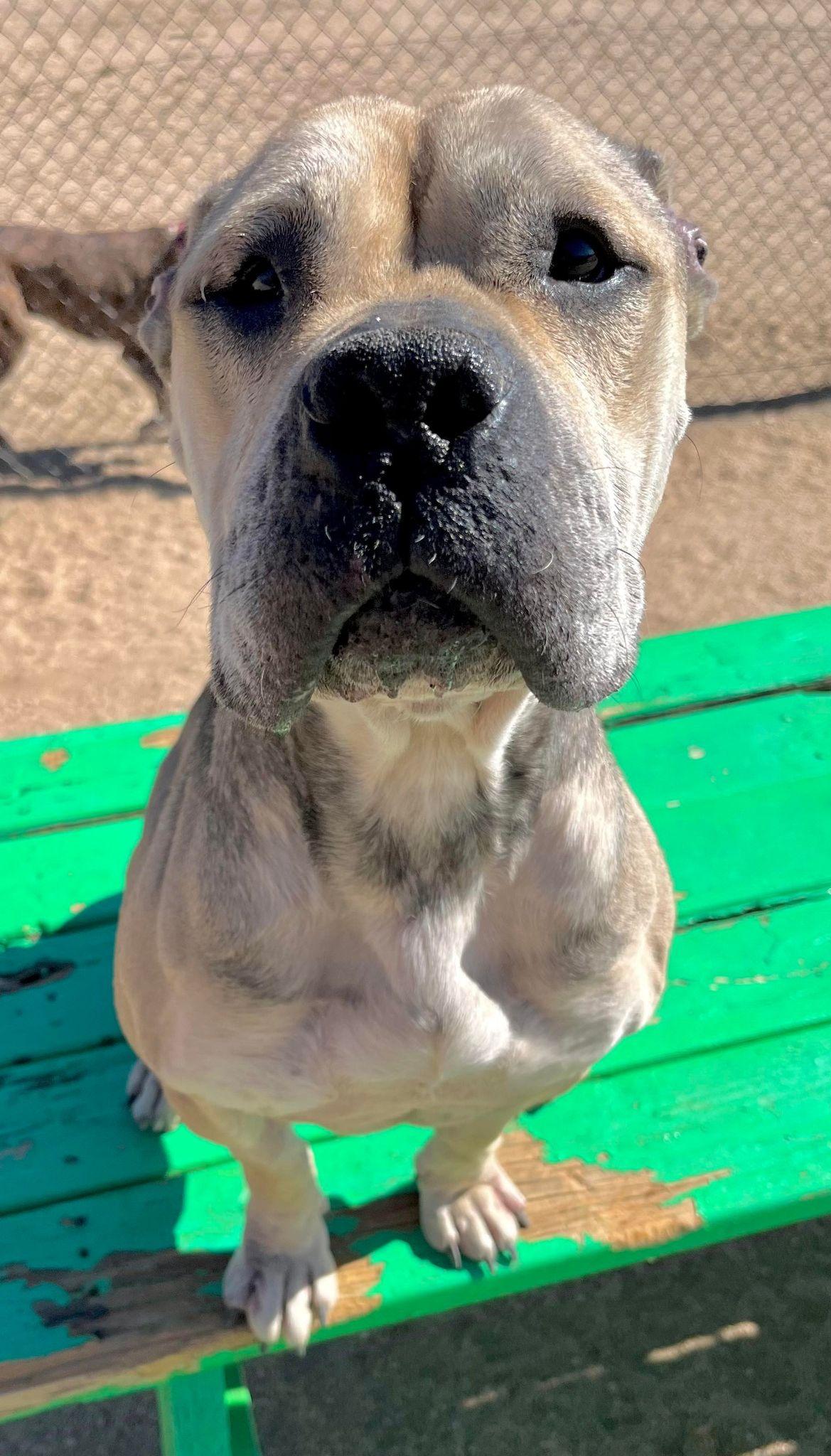 Enlarge Julie, a Adoptable mixed breed in Carlsbad, CA image 6/6