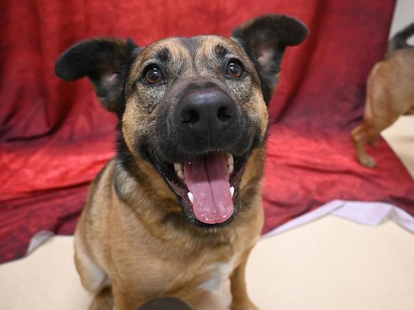 Enlarge Daisy, a Adoptable mixed breed in Portland, OR image 1/1