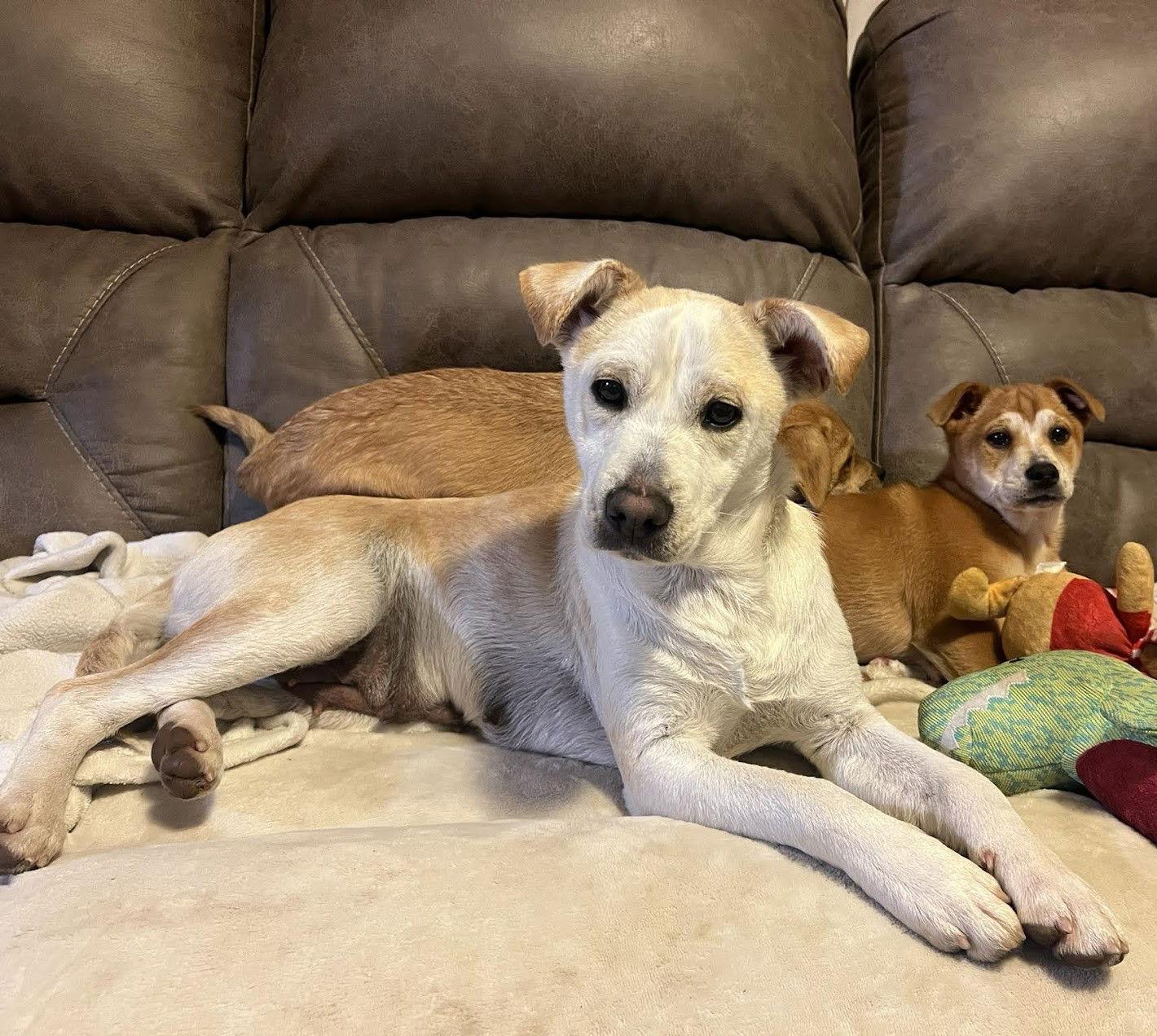 Velma, Adoptable, Young Female Feist.