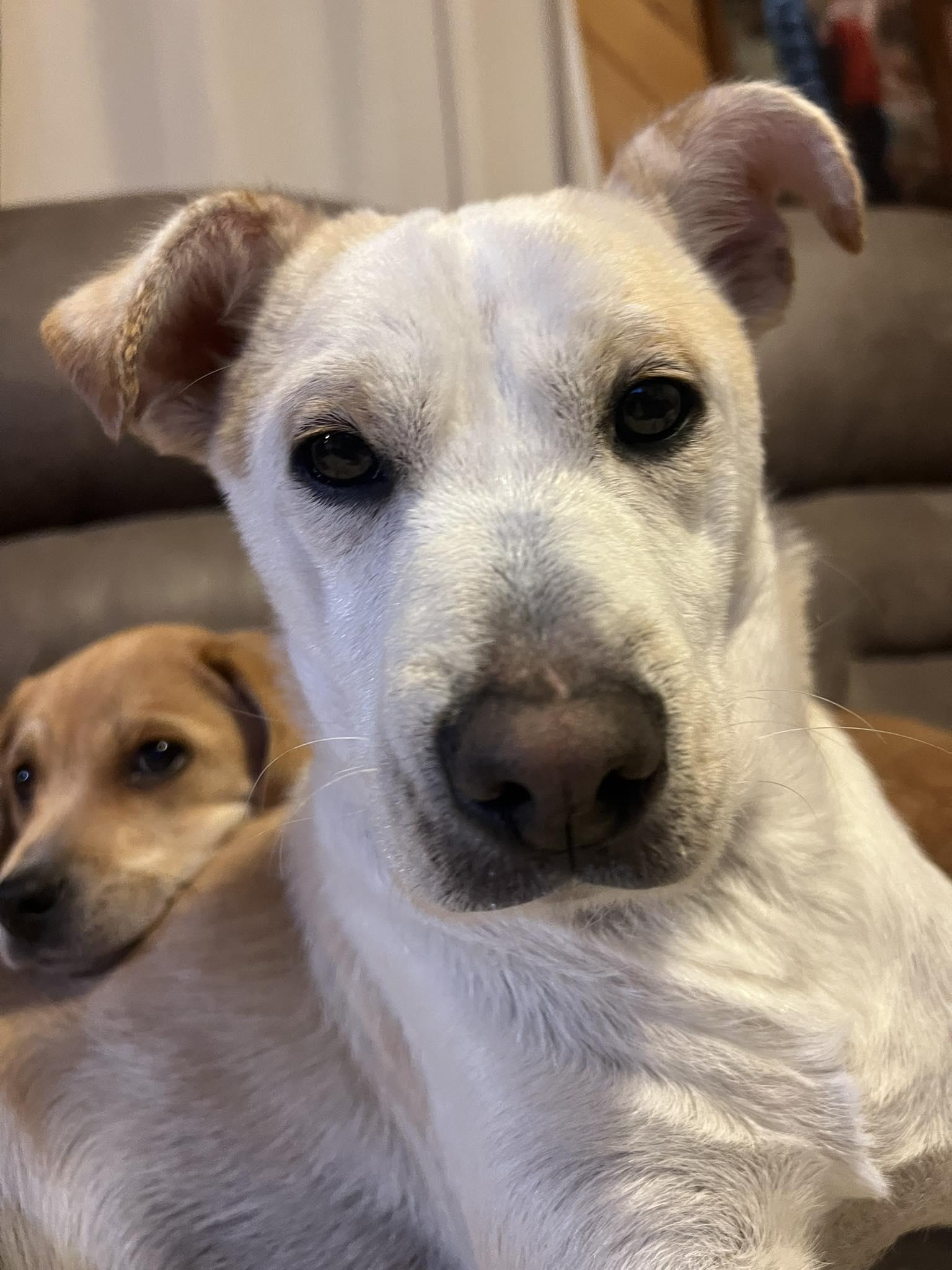 Enlarge Velma, a Adoptable Feist in Arlington, VA image 2/3