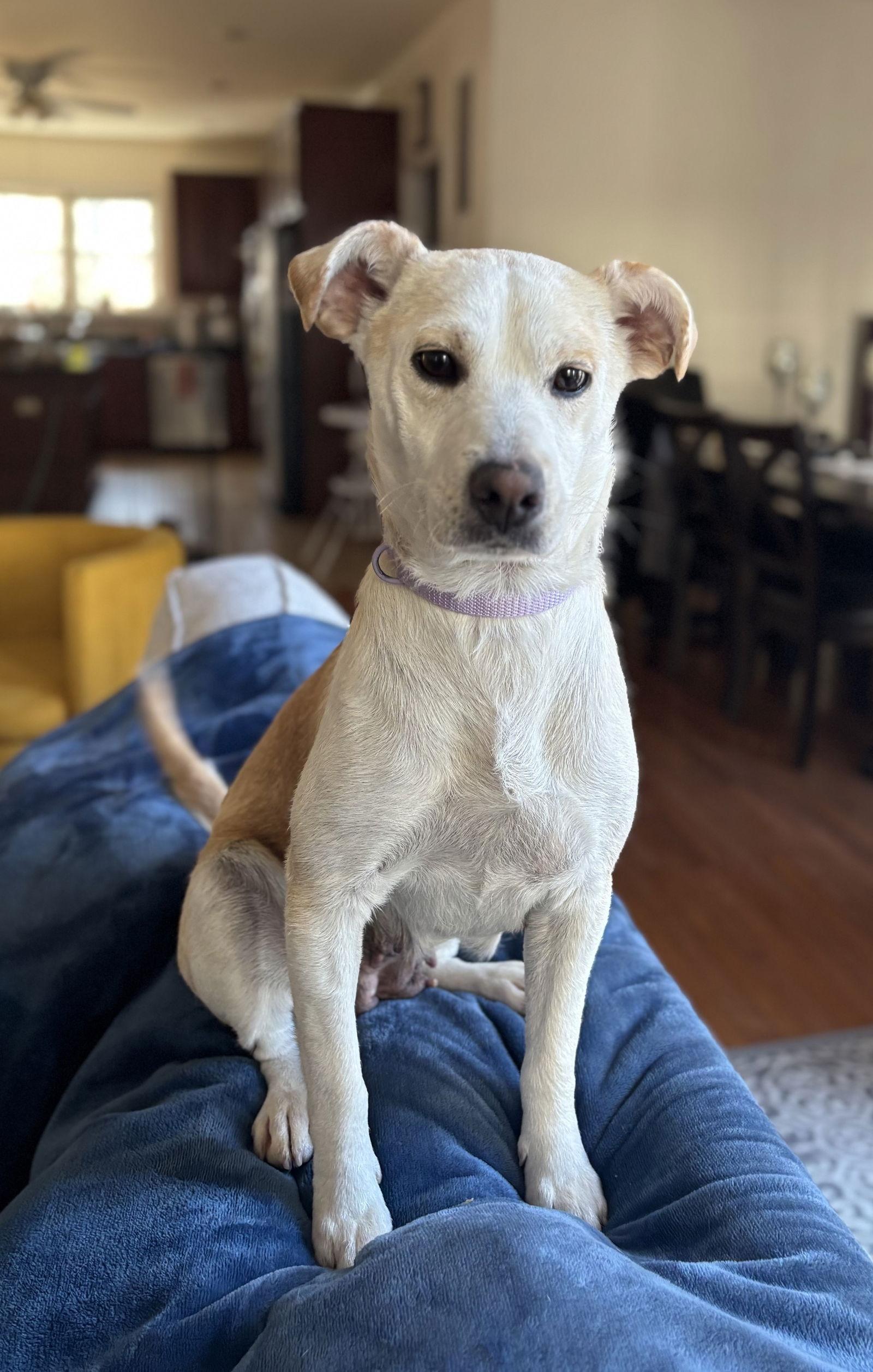 Enlarge Velma, a Adoptable Feist in Arlington, VA image 3/3