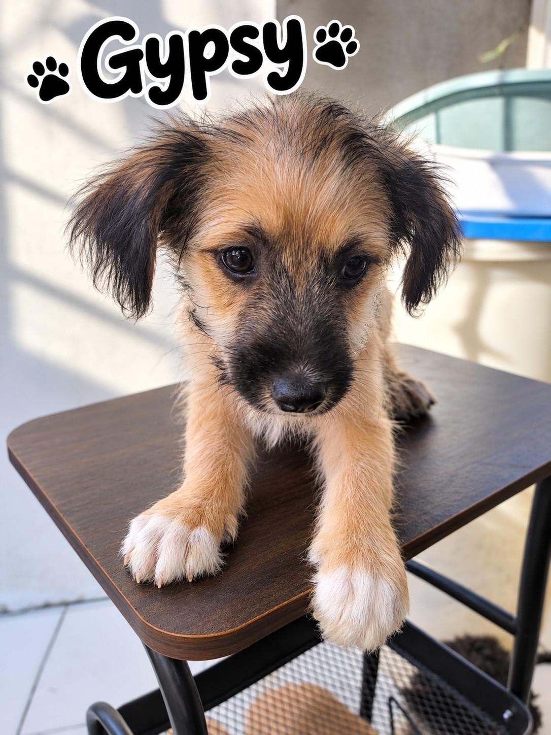 Enlarge Gypsy, a Adoptable mixed breed in Poway, CA image 1/1