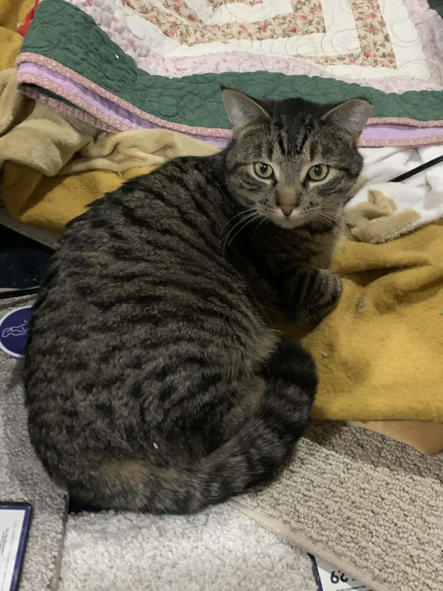 Enlarge Christopher, a ADOPTABLE mixed breed in Everett, WA image 4/4