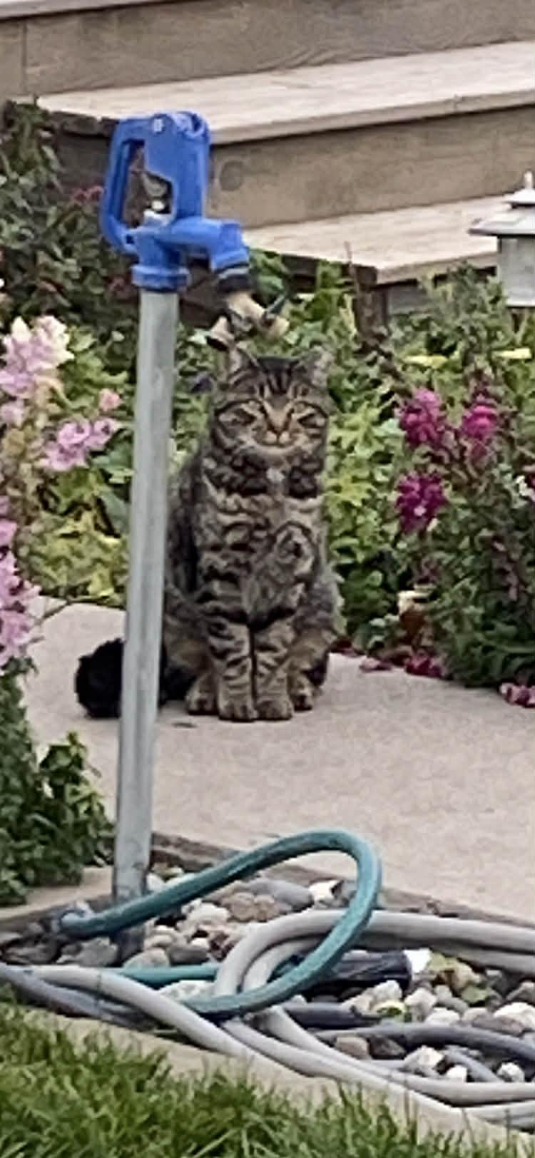 Enlarge Christopher, a ADOPTABLE mixed breed in Everett, WA image 1/4