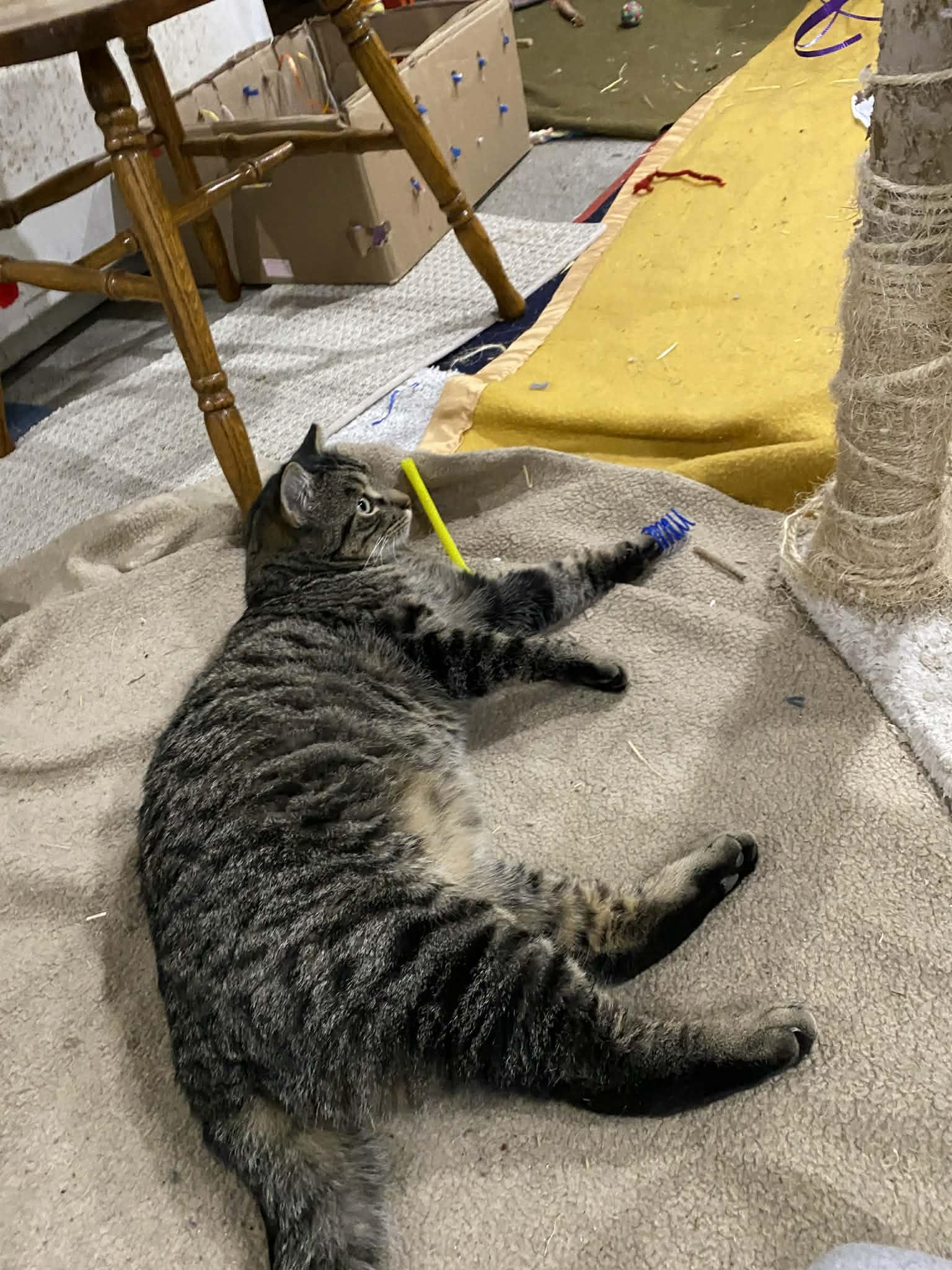 Enlarge Christopher, a ADOPTABLE mixed breed in Everett, WA image 3/4