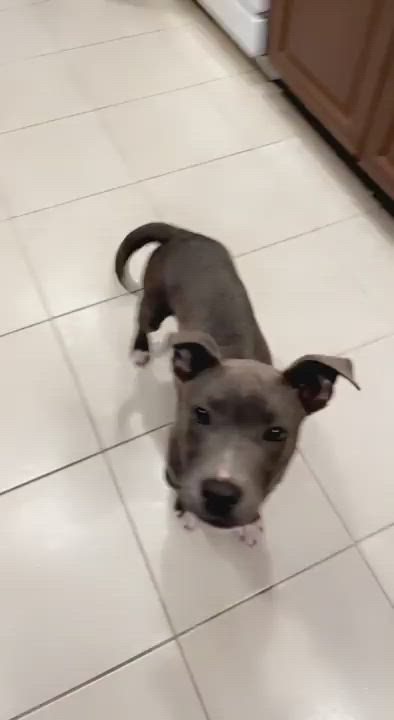 Enlarge Zane, a Adopted mixed breed in Coral Springs, FL video 4/7