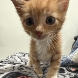 Remus, a ADOPTABLE Domestic Short Hair in Annapolis, MD image 3/3