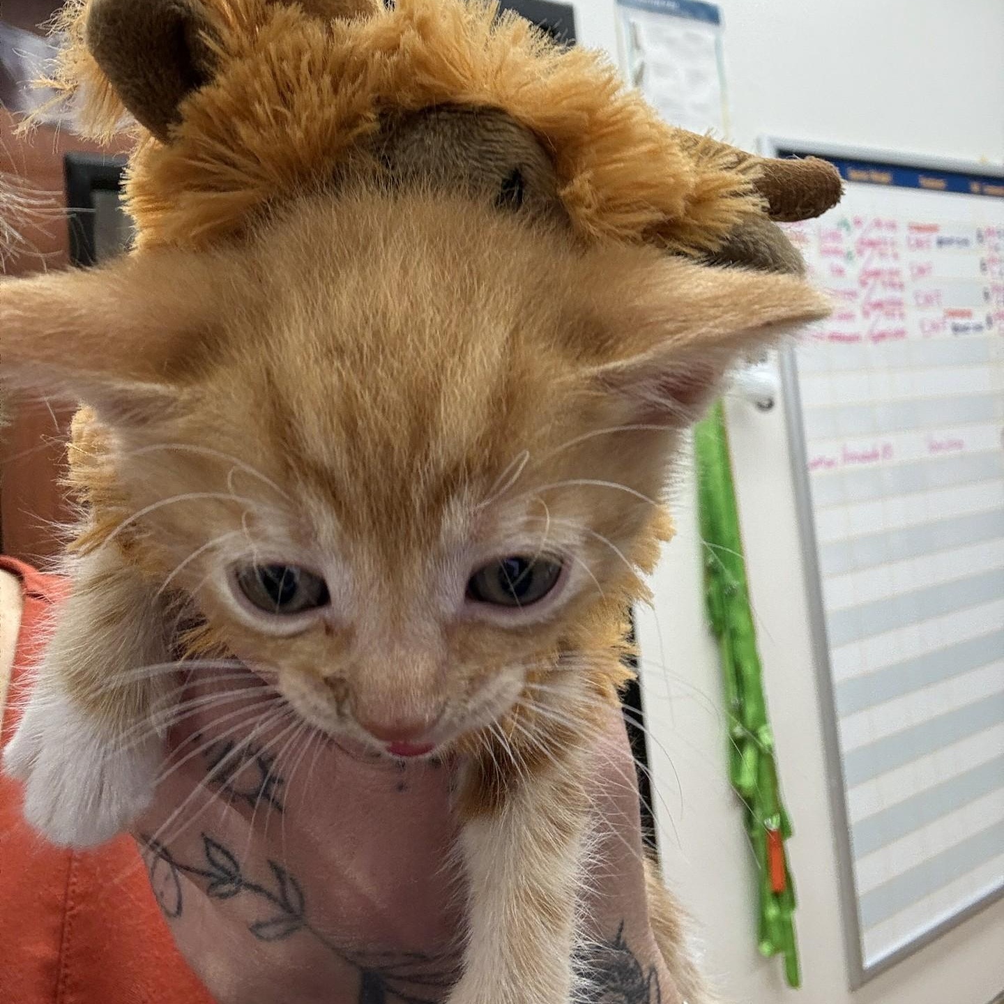 Remus, a ADOPTABLE Domestic Short Hair in Annapolis, MD image 2/3