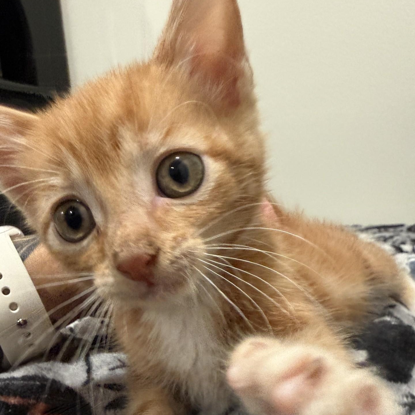 Remus, a ADOPTABLE Domestic Short Hair in Annapolis, MD image 1/3