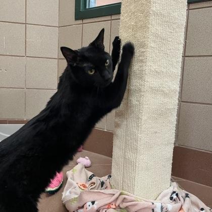 Winston, Adoptable, Adult Male Domestic Short Hair & Domestic Short Hair.