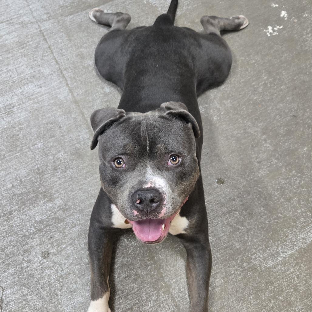Zeus, Adoptable, Adult Male Pit Bull Terrier.