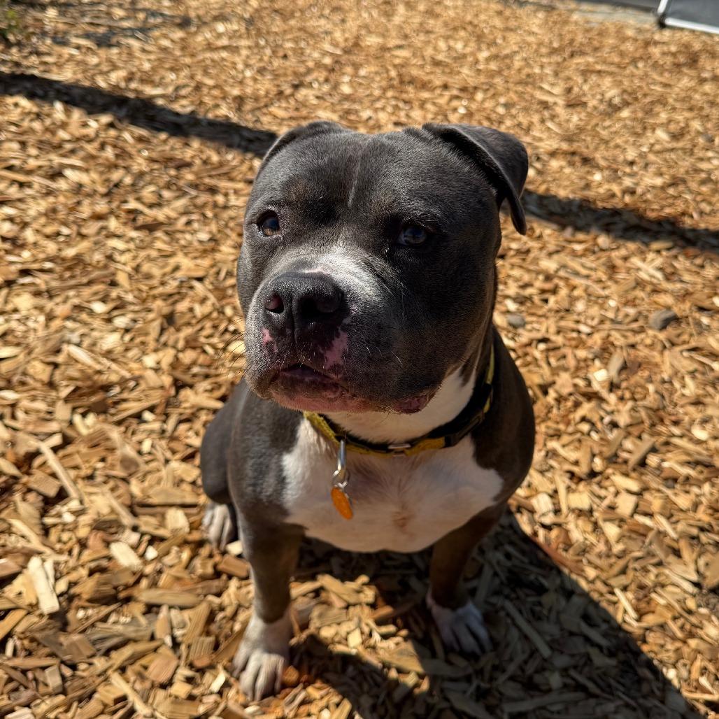 Zeus, a Adoptable Pit Bull Terrier in Washougal, WA image 2/6