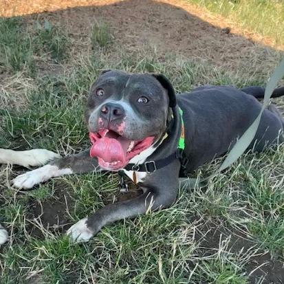 Zeus, a Adoptable Pit Bull Terrier in Washougal, WA image 3/6