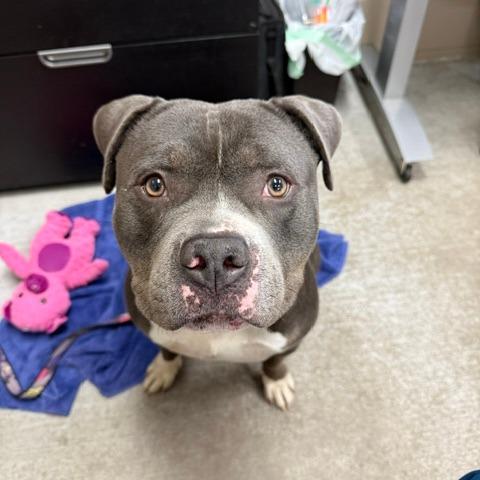 Zeus, a Adoptable Pit Bull Terrier in Washougal, WA image 4/6